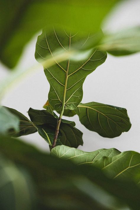 Fiddle Fig Tree, Leaf Veins, Green Fig, Fig Leaf, Leaf Photography, Green Pictures, Ficus Lyrata, Grey And Green, Plant Images