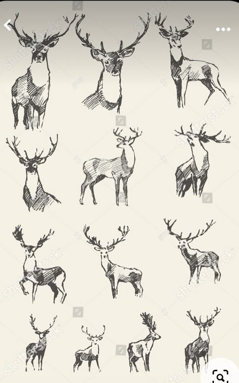 Deer Sketch Tattoo, Elk Drawing Sketch, Deer Illustration Design, Deer Illustration Art, Elk Head Drawing, How To Draw A Deer, Deer Art Illustration, Deer Sketches, How To Draw Deer