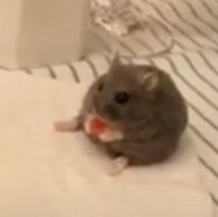 Hamsters, Rats, Fancy Rats, Cutest Pets, Cute Rats, Pets Cute, Family Pets, Pet Animals, Amazing Facts