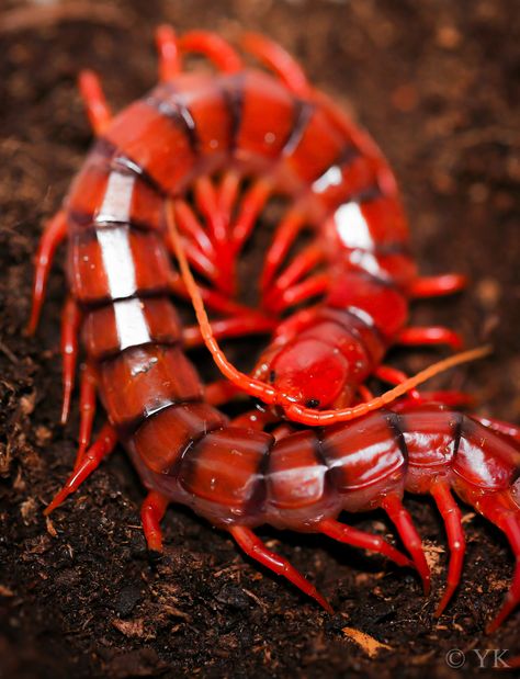 ˚Scolopendra dehaani "Cherry Red" Cherry Red, Bugs, Cherry, Red, White, Black, Bugs And Insects