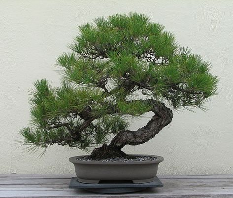 Japanese Black Pine Tree, Black Pine Bonsai, Black Pine Tree, Bonsai Fertilizer, Pine Seeds, Japanese Black Pine, Japanese Bonsai Tree, Albizia Julibrissin, Bonsai Tree Types