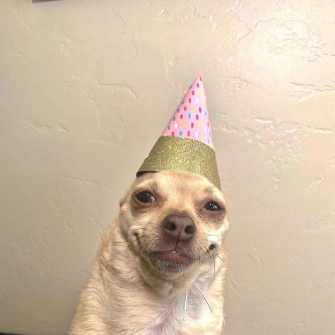 Birthday Tag, Happy Birthday Dog, Birthday Dog, Instagram Live, Tag A Friend, Chihuahua, Follow Us, Every Day, Kiss