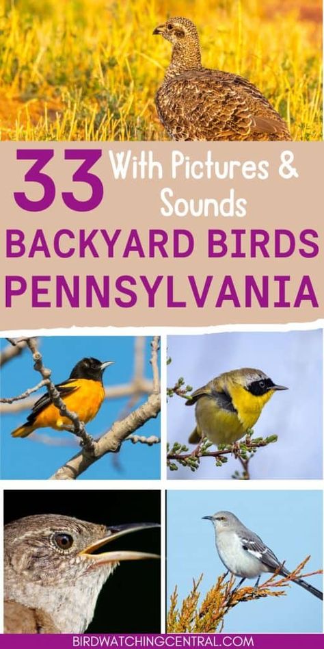 The most common Backyard Birds seen in the state of Pennsylvania. We include pictures and bird calls and songs so you can learn to identify these backyard birds. Also, tips on what type of food to put in your bird feeders. #backyardbirds #birdsbystate #bidwatchng Pennsylvania Birds, Backyard Birds Watching, Song Sparrow, Downy Woodpecker, Bird Sanctuary, Bird Calls, Common Birds, Bird Migration, Different Birds