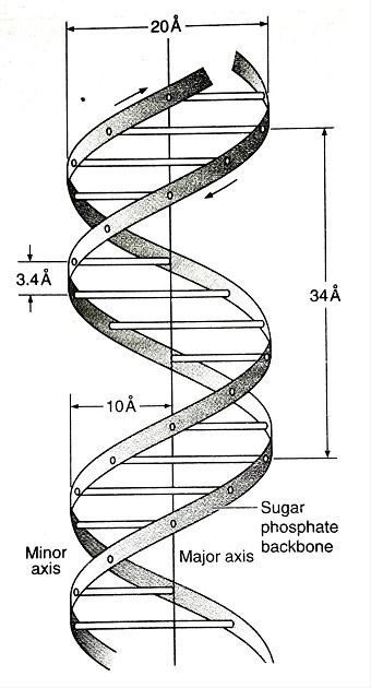 Watson And Crick Dna Model, Dna Helix Drawing, Dna Structure Drawing, Dna Art Design, Lobby Sculpture, Dna Notes, Dna Double Helix Model, Double Helix Dna, Dna Drawing