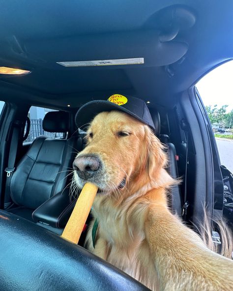 Heard people like boys in @bassproshops hats…. Happy National Selfie Day 😜 #dogsofinstagram #dogselfie #goldenretriever #dogsofflorida #dogsoforlando Preppy Dog, Very Cute Puppies, Sausage Dogs, Cute Animals Puppies, Dog Selfie, Dog Car, Fluffy Animals, Golden Retrievers, Sausage Dog