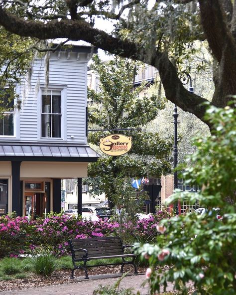 The 9 Best Coffee Shops in Savannah ( The Coolest, Quaintest Cafes) - Grace & Lightness Magazine Southern Coffee Shop, Nanowrimo Aesthetic, Savannah Georgia Aesthetic, Savannah Aesthetic, Savannah Bachelorette, Savanna Georgia, Georgia Aesthetic, Southern Summer, Fig Trees