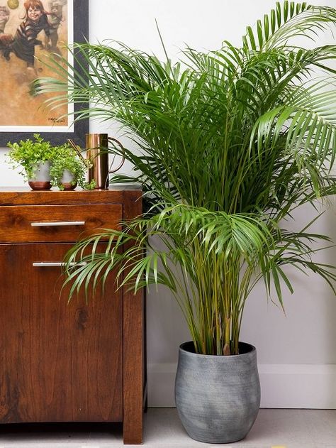 Growing Areca Palm Indoors | How to Grow Areca Palm Kentia Palm Living Room, Large Ferns In Pots, Lounge Plants Decor, Areca Palm Indoor Living Rooms, Areca Palm Indoor, Indoor Palms, Kentia Palm, Tall Plant, Areca Palm