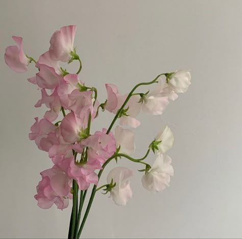 Lucy Core, Sweet Pea Flowers, Pea Flower, Nothing But Flowers, Flower Therapy, Language Of Flowers, Pretty Plants, Flowers Nature, Sweet Pea