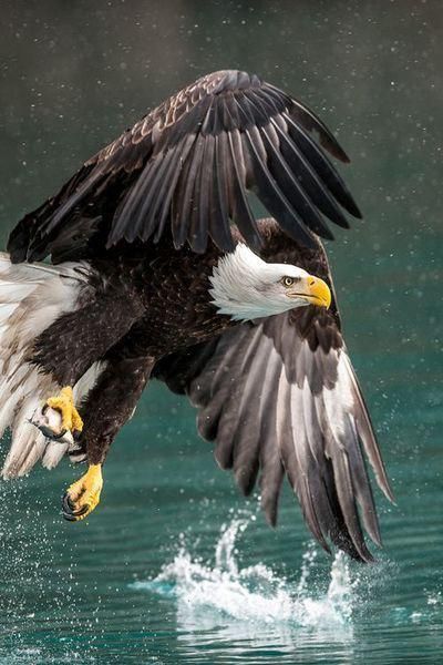 Be proud of your country and those military and their families that sacrifice so much ! @SEALofHonor Regnul Animal, Photo Animaliere, Eagle Pictures, American Bald Eagle, The Eagles, Airbrush Art, An Eagle, 4k Wallpaper, Pretty Birds