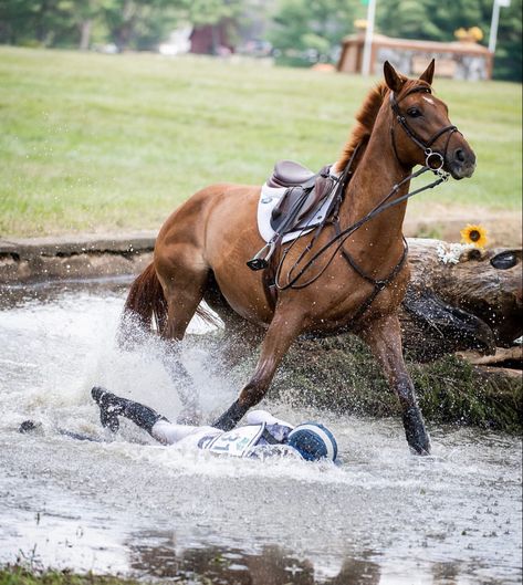 Horse Riding Photography, Horse Fails, Autumn Horse, Eventing Cross Country, Sarah Stone, Chestnut Horses, Horse Riding Aesthetic, Warmblood Horses, Equestrian Aesthetic