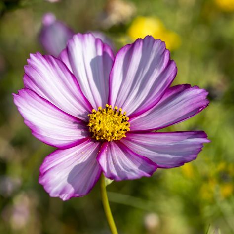 Cosmos Candy Stripe, Wild Cosmos Flower, Garden Cosmos Flower, Wild Flower Reference, Flower Reference Drawing, Wildflower Reference, Flower Reference Photo, Kosmos Flowers, Cosmo Flower Tattoo