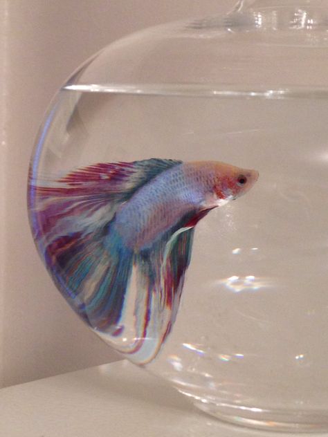 a betta named everything. Fish Names, Aesthetic Fish, Pretty Fish, Image Chat, Pet Fish, Pretty Animals, Welcome To My Channel, Cute Animal Photos, Sea Fish