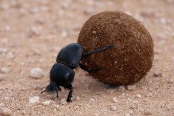 Dung Beetles Use the Milky Way to Navigate Rhino Beetle, Dung Beetle, Elephant Park, Rainforest Plants, Sea To Shining Sea, Animal Groups, The Milky Way, African Wildlife, Equine Photography