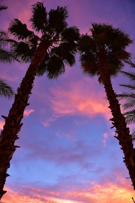 Las Vegas Palm Trees, Las Vegas Sunrise, Sunset Las Vegas, Las Vegas Sunset, Vegas Sunset, Los Vegas, Lavender Wall, Las Vegas Vacation, Sky Pics