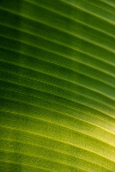 Banana Leaf Background, Wall Shadow, Leaf Shadow, Nature Texture, Banana Leaf Wallpaper, Tropical Background, Green Banana, Gold Mangalsutra Designs, Leaf Texture