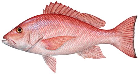 Snapper Fish, Offshore Boats, Salt Water Fishing, Salt Water Fish, Red Snapper, Fish Drawings, Small Fish, Deep Sea Fishing, Going Fishing