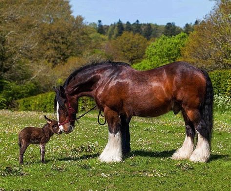 Shire Horse, Clydesdale Horses, Big Horses, Animals Friendship, Majestic Horse, Clydesdale, Draft Horses, Pretty Horses, Horse Pictures