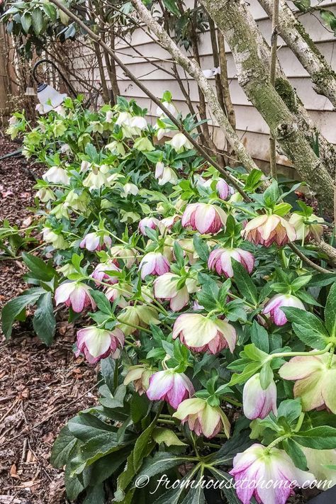 15 Stunning Perennials That Thrive in the Shade | These easy to grow shade perennials (like these hellebores) are perfect for ground covers under bushes or trees to will help keep the weeds down in your garden. #shadeplants #shadegarden #gardeningtips #gardenideas #gardeningtipsandplants Ground Orchids, Perennial Ground Cover, Plants Under Trees, Shade Garden Design, Shade Garden Plants, Ground Covers, Invasive Plants, Shade Perennials, Garden Shrubs