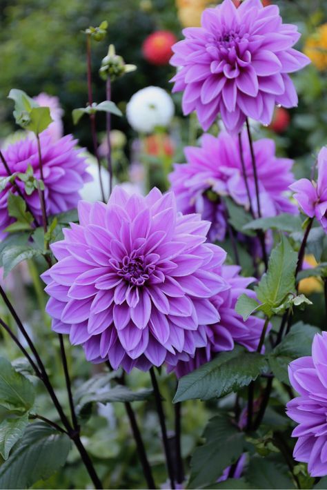 This lovely, lavender-violet dahlia was developed in England from the darker-hued variety Thomas Edison. It will give you loads of big, 6-8" diameter flowers with nice, strong stems. A must for pastel-colored gardens and lush summer arrangements. Lavender Dahlia, Dalia Flower, Summer Arrangements, Longfield Gardens, Purple Dahlia, Dahlias Garden, Beautiful Flowers Photography, Nothing But Flowers, Thomas Edison