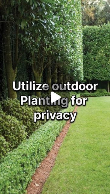 Privacy Landscaping Between Houses, Layered Planting, Bamboo Privacy Hedge, Planting Bamboo, Boundry Wall, Privacy Hedges, Yard Privacy, Shrubs For Privacy, Bamboo Privacy