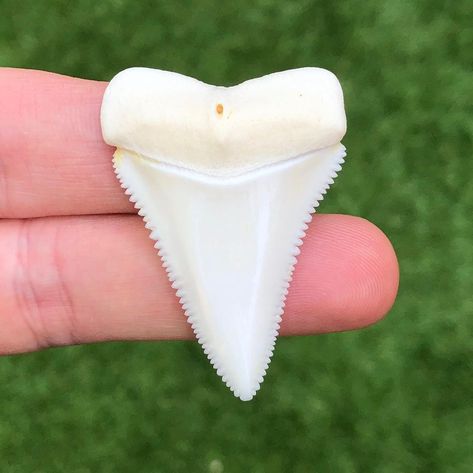 Dinoguy on Instagram: “Not a fossil but a really nice example of a modern great white shark tooth. This would have been located in the upper jaw and possess some…” Great White Shark Tooth, Great White Shark Teeth, Shark Tooth, White Sharks, Great White Shark, Great White, Shark Teeth, Fossil, Really Cool Stuff