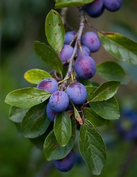 Prune Fruit, Vegetable Pictures, Fruits Photos, Watercolor Fruit, Fruit Photography, Beautiful Fruits, Fruit Painting, Botanical Painting, Exotic Fruit