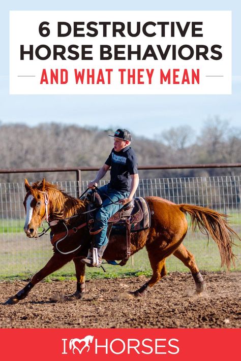 From stable vices to a cranky mood, we discuss the most common destructive horse behaviors that give insight into their health. Find out what they are and what to do about them on iHeartHorses.com. | #ihearthorses #horsehealth #horsebehavior #horses Equestrian Tips, Equine Stables, Dressage Exercises, Horse Ownership, Horse Behavior, Equine Care, Horse Lessons, Horse Information, Horse Knowledge