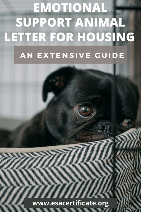 An ESA letter will offer a lot of benefits to the owner of an emotional support animal, which are as follows: 1. It allows the animal to live in the buildings even if they prohibit pets. 2. It makes the ESA owner free from any sort of pet fees and deposits. 3. It prevents a landlord from objecting an ESA, especially because of factors such as its weight or breed Teacher Lunch Ideas, Mindfulness For Teachers, Esa Letter, Meds For Dogs, Dog Training Books, Free Puppies, Dog Remedies, Emotional Support Animal, Puppy Training Tips