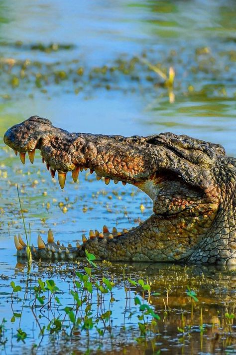 Nile Crocodile, Saltwater Crocodile, American Alligator, Safari Tour, Crocodiles, Cozumel, African Safari, Amphibians, Wildlife Photography