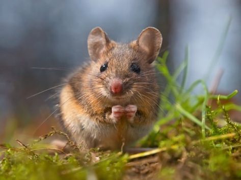 Little Mouse on the Prairie Getting Rid Of Mice, Mouse Photos, Field Mouse, National Animal, House Mouse, Cute Mouse, Hamsters, Rodents, Animal Photo