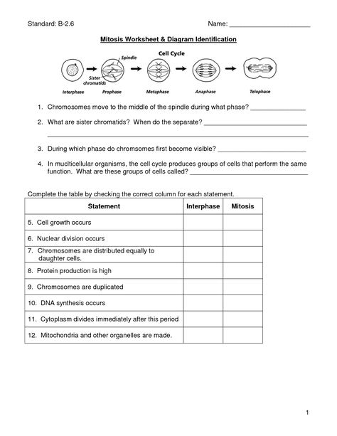 mitosis worksheet Mitosis Worksheet, Photosynthesis Lab, Mitosis And Meiosis, Photosynthesis Worksheet, Biology Ideas, Cells Worksheet, Science Cells, Biology Worksheet, Biology Resources