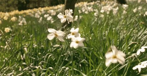 Sway GIF - Flowers Pretty Sway GIFs The Secret Garden 1993, The Fallen Angel, Banner Gif, Anime Gifs, Nature Gif, Aesthetic Gif, The Grass, Character Aesthetic, Organic Gardening