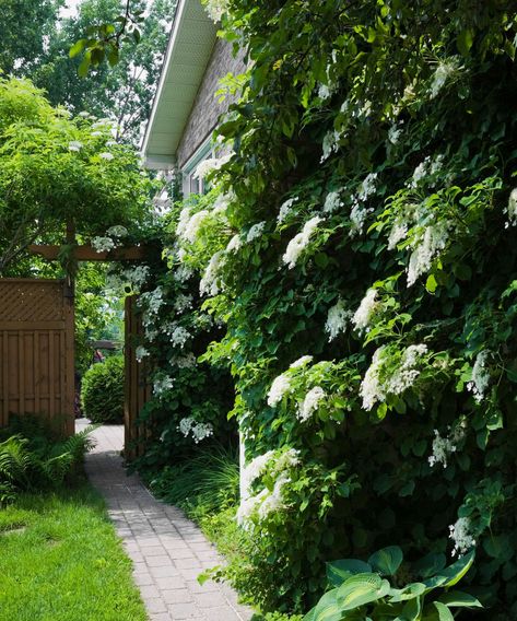 Plants Growing On House Exterior, Ivy On Front Of House, House Climbing Plants, Vine Covered House, Climbing Ivy On House, Climbing Plants On House, Side Garden Landscaping, Evergreen Vines Climbing, Virginia Creeper Vine