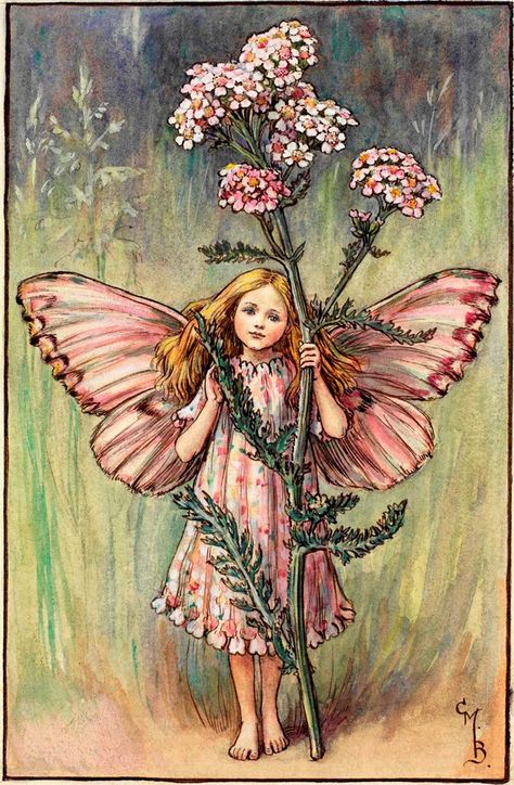 The Yarrow Fairy by Cicely Mary Barker Rimmed Plates, Lavender Fairy, Fairy Character, Flower Fairies Books, Fairy Books, Fairy Collection, Yarrow Flower, 동화 삽화, Summer Fairy