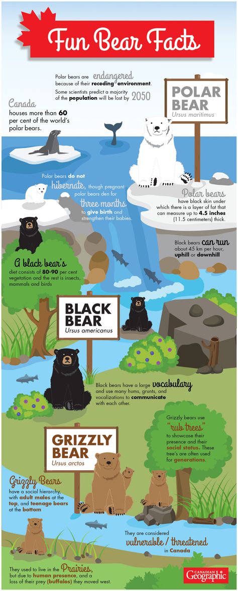 Canada is home to three species of bear, each with their own unique… Bear Facts For Kids, Facts About Bears, Fun Facts About Canada, Facts About Canada, Animal Facts For Kids, Bear Facts, Animal Infographic, Canadian Animals, Bear Species