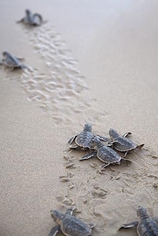 Baby turtles Turtle Hatching, Baby Sea Turtles, Turtle Love, Baby Turtles, Sea Turtles, Back To Nature, Ocean Life, Amphibians, Oman