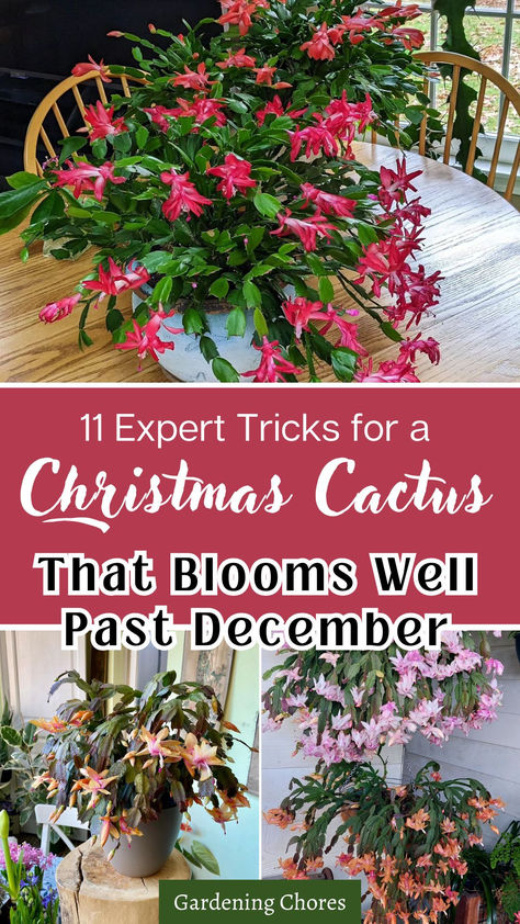 Christmas cactus care Caring For Christmas Cactus, How To Care For A Christmas Cactus, How To Take Care Of Christmas Cactus, Christmas Cactus Care Tips, Care For Christmas Cactus, Xmas Cactus, Christmas Cacti, Christmas Cactus Flower, Indoor Cactus Plants