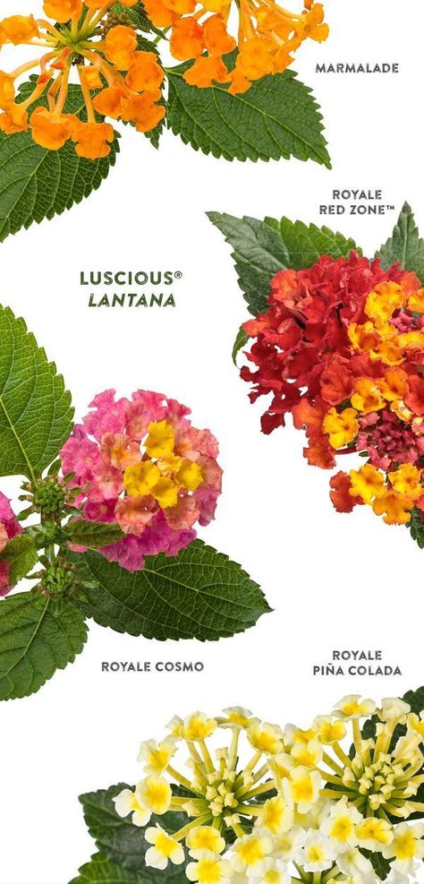 Deadheading Flowers, Full Sun Container Plants, Lantana Flower, Diy Fertilizer, Lantana Plant, Proven Winners Plants, Full Sun Flowers, Garden Escape, Deadheading