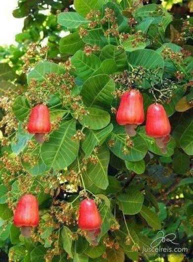 Cashew Nut Tree, Cashew Tree, Heliconia Flower, Fruit Tree Garden, Fruit Diet, Fruit Picture, Live Tree, Fruits Images, Fruit Photography