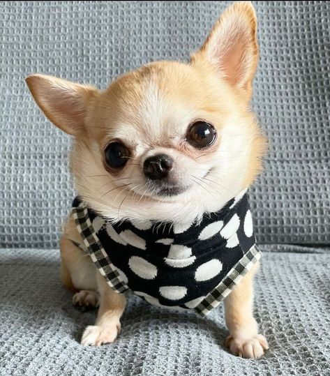 Chihuahua Funny, Very Cute Dogs, Cute Chihuahua, Silly Dogs, Cute Animals Images, Chihuahua Dog, Funny Dog Pictures, Chihuahua Puppies, Cute Funny Dogs