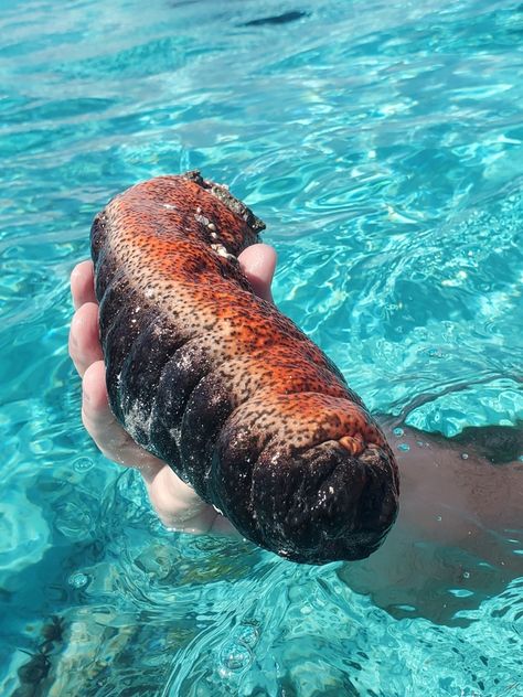 Donkey Dung Sea Cucumber from Hopkins on March 12, 2020 at 09:57 AM by Mariah Porter Nature, Sea Cucumbers, Weird Fruit, Brittle Star, Naruto Games, Strange Animals, Sea Cucumber, Big Sea, Molluscs