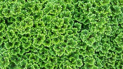 Groenblijvende Bodembedekkers - 10x bodembedekkers voor in de tuin Sophie's World, Ground Cover Plants, Little Garden, Planting Herbs, Edible Garden, Ground Cover, Garden Styles, Urban Garden, Garden Inspiration