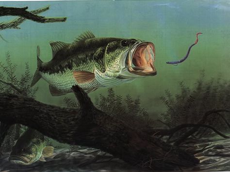 Bass Fishing Pictures, Largemouth Bass Fishing, Black Bass, Fish Artwork, Fishing Photography, Salt Water Fishing, Bass Fishing Lures, Bass Fishing Tips, Fishing Pictures