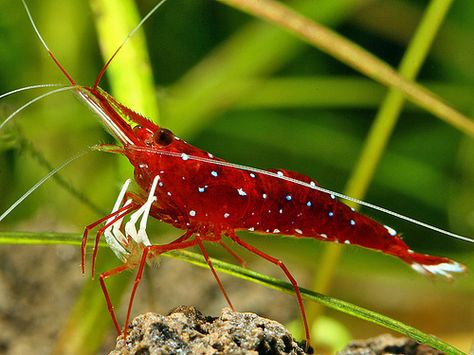 Caridina dennerli | Flickr - Photo Sharing! Pet Shrimp, Freshwater Shrimp, Aquatic Garden, Fresh Water Fish Tank, Shrimp Tank, Prawn Shrimp, Train Miniature, Aquarium Ideas, Water Gardens