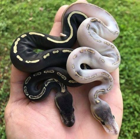 Twisted Wonderland X Mc Yandere Fanart, Ball Python Cute, Aesthetic Snakes, Snakes Cute, Cute Snakes, Snake Cute, Snake Species, Danger Noodles, Baby Snakes