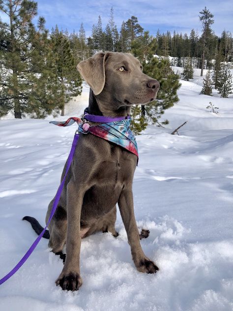 Blue Labrador, Grey Labrador Puppy, Silver Lab, Silver Labs Dogs, Labrador Astetic, Labrador Retriever Silver, Silver Lab Puppies, Silver Labrador Retriever, Labrador Retriever Art