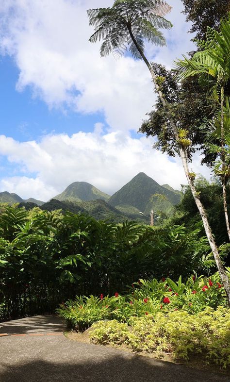 Martinique Aesthetic, Martinique Island, Aesthetic Landscapes, French West Indies, Reunion Island, Caribbean Sea, Island Girl, West Indies, French Polynesia