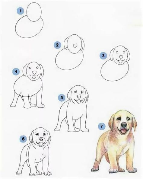 Drawing Ideas Pencil Sketches, Drawing Ideas Pencil, Dog Drawing Tutorial, Draw A Dog, Nature Art Drawings, Easy Drawings For Kids, Basic Drawing, Pencil Sketches, 캐릭터 드로잉