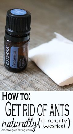 If you have an ant problem in your home, skip the ant killer. This easy, non-toxic method to get rid of ants really works using natural essential oils. Essential Oils Ants, Sugar Ants, Ant Spray, Ant Repellent, Ant Problem, Ants In House, Kill Ants, Rid Of Ants, Get Rid Of Ants