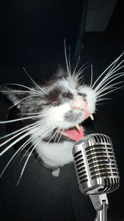 cat singing passionately into a microphone. White Cat, Get Inspired, Singing, Funny, White, Black